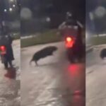 video-–-capivara-‘atropela’-motociclista-em-noite-chuvosa-no-interior