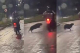 video-–-capivara-‘atropela’-motociclista-em-noite-chuvosa-no-interior