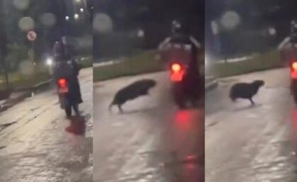 video-–-capivara-‘atropela’-motociclista-em-noite-chuvosa-no-interior