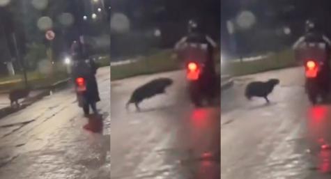 video-–-capivara-‘atropela’-motociclista-em-noite-chuvosa-no-interior