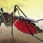 brasil-registra-mais-de-220-mil-casos-e-43-mortes-por-dengue-no-fim-de-semana