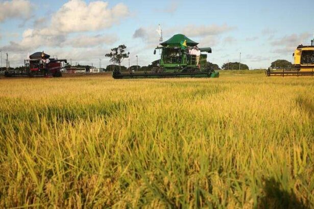 rio-grande-do-sul-sedia-evento-internacional-sobre-producao-sustentavel-de-arroz-na-america-latina