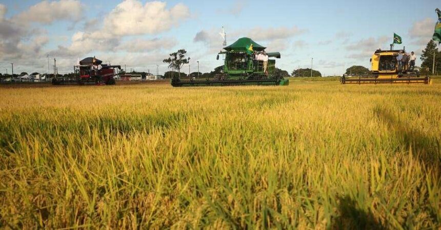 rio-grande-do-sul-sedia-evento-internacional-sobre-producao-sustentavel-de-arroz-na-america-latina