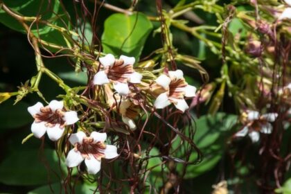 descubra-os-encantos-da-erva-de-passarinho-em-seu-jardim!