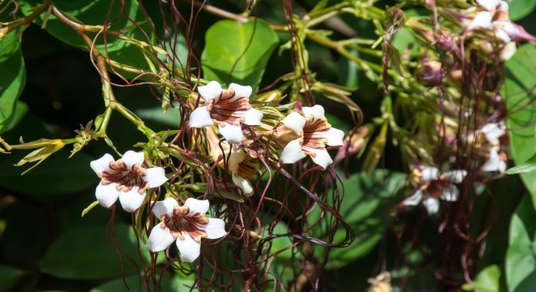 descubra-os-encantos-da-erva-de-passarinho-em-seu-jardim!