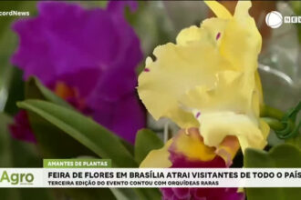 feira-de-orquideas-em-brasilia-atrai-visitantes-de-todo-o-pais