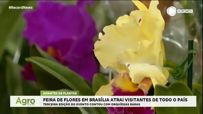 feira-de-orquideas-em-brasilia-atrai-visitantes-de-todo-o-pais