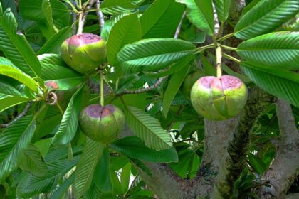 maca-de-elefante:-descubra-os-sabores-e-os-beneficios-para-saude-da-fruta-exotica