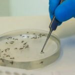 dengue:-brasil-registra-26-mortes-e-166-mil-novos-casos-provaveis-durante-o-feriado