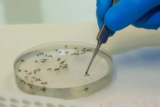 dengue:-brasil-registra-26-mortes-e-166-mil-novos-casos-provaveis-durante-o-feriado