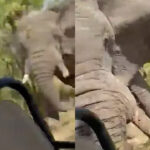 elefante-mata-turista-e-fere-cinco-durante-safari;-video-mostra-o-ataque