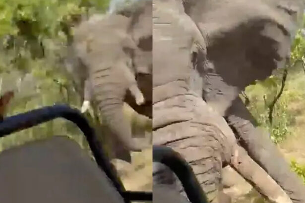 elefante-mata-turista-e-fere-cinco-durante-safari;-video-mostra-o-ataque