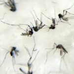 passa-de-mil-o-numero-de-mortes-por-dengue-no-brasil-desde-o-comeco-do-ano