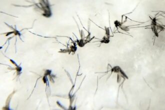 passa-de-mil-o-numero-de-mortes-por-dengue-no-brasil-desde-o-comeco-do-ano