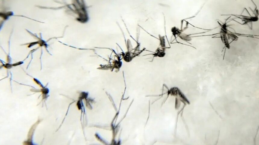 passa-de-mil-o-numero-de-mortes-por-dengue-no-brasil-desde-o-comeco-do-ano