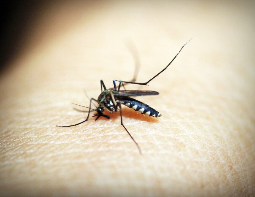 brasil-bate-recorde-de-mortes-por-dengue