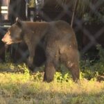 urso-preto-e-flagrado-pelas-ruas-de-cidade-da-florida,-nos-eua