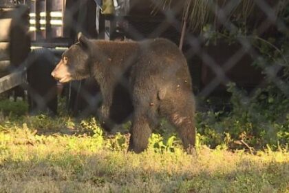 urso-preto-e-flagrado-pelas-ruas-de-cidade-da-florida,-nos-eua