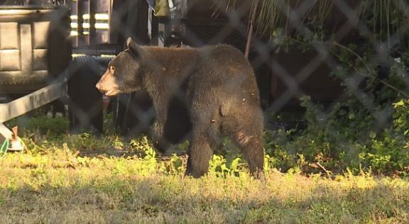 urso-preto-e-flagrado-pelas-ruas-de-cidade-da-florida,-nos-eua