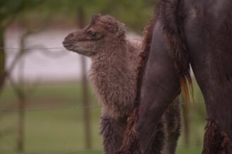 zoologico-do-reino-unido-recebe-primeiro-bebe-camelo-em-oito-anos