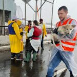 voluntarios-lutam-contra-o-tempo-para-salvar-animais-que-estao-em-areas-inundadas-da-regiao-metropolitana-de-porto-alegre