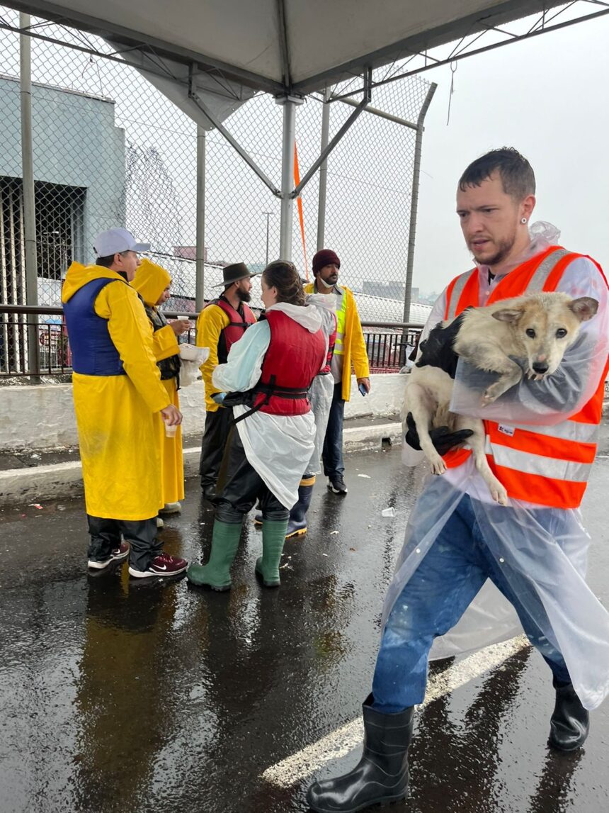 voluntarios-lutam-contra-o-tempo-para-salvar-animais-que-estao-em-areas-inundadas-da-regiao-metropolitana-de-porto-alegre