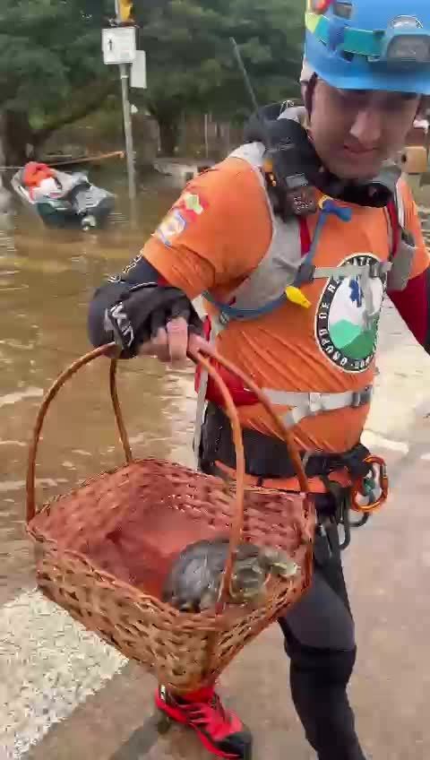 jabuti-e-resgatado-das-enchentes-em-porto-alegre