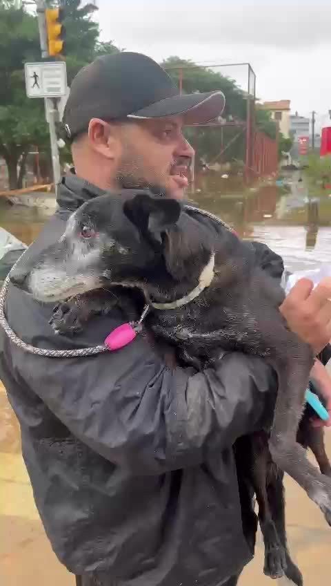 cachorro-e-resgatado-das-enchentes-em-em-porto-alegre