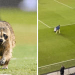 video:-guaxinim-invade-campo-e-interrompe-partida-de-futebol-nos-eua