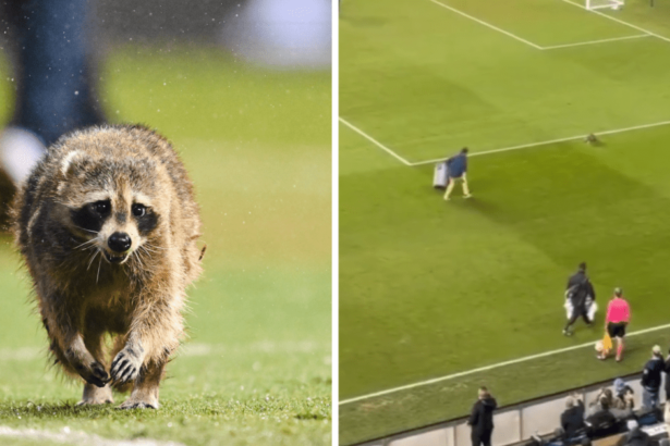 video:-guaxinim-invade-campo-e-interrompe-partida-de-futebol-nos-eua