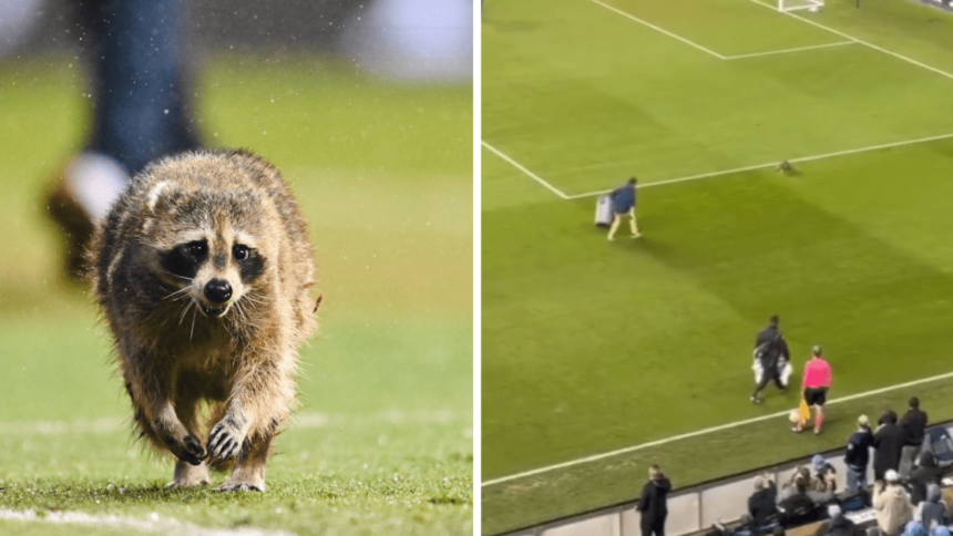 video:-guaxinim-invade-campo-e-interrompe-partida-de-futebol-nos-eua