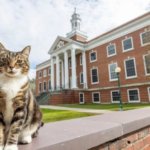 gato-recebe-diploma-honorario-em-universidade-nos-estados-unidos