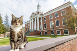 gato-recebe-diploma-honorario-em-universidade-nos-estados-unidos