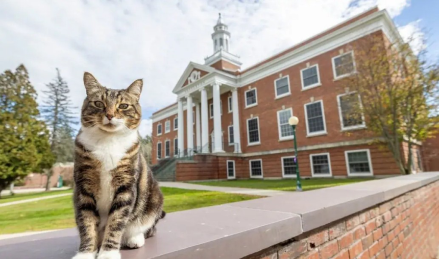 gato-recebe-diploma-honorario-em-universidade-nos-estados-unidos