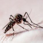 casos-de-dengue-nas-americas-este-ano-superam-recorde-de-2023,-diz-oms