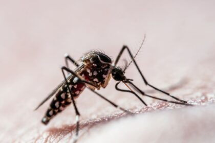 casos-de-dengue-nas-americas-este-ano-superam-recorde-de-2023,-diz-oms