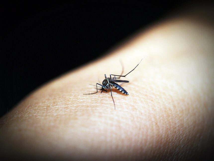 sao-paulo-confirma-mais-12-vitimas-da-dengue-e-alcanca-194-mortes-em-2024