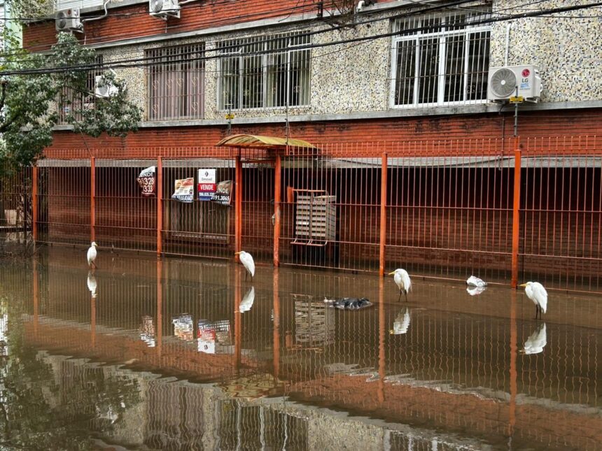 paulo-pimenta-diz-que-solucao-para-moradia-no-rs-e-diferente-para-cada-cidade