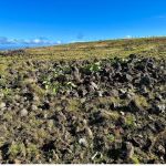 novo-estudo-aponta-que-ilha-de-pascoa-nao-sofreu-colapso-ambiental