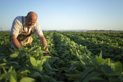 arroz:-‘garantir-que-nao-vai-ter-estouro-de-preco-e-complicado’,-diz-diretor-da-cna