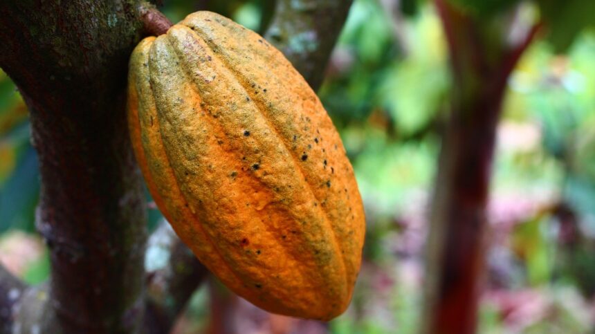 cacau-enfrenta-a-pior-crise-em-40-anos:-entenda-como-isso-afeta-o-preco-do-chocolate