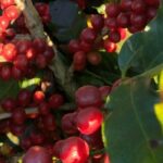 preco-da-saca-do-cafe-arabica-brasileiro-atinge-r$-1.400:-entenda-o-motivo-da-valorizacao