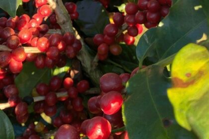 preco-da-saca-do-cafe-arabica-brasileiro-atinge-r$-1.400:-entenda-o-motivo-da-valorizacao