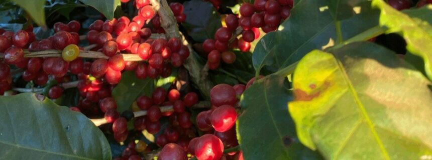 preco-da-saca-do-cafe-arabica-brasileiro-atinge-r$-1.400:-entenda-o-motivo-da-valorizacao