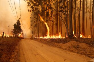 queimadas-no-brasil-ameacam-meta-de-desmatamento-zero-ate-2030,-alerta-secretario