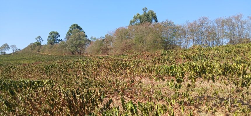 mudancas-climaticas-provocam-queda-de-23%-na-safra-do-cafe-de-minas-gerais-neste-ano