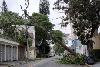 enel-executou-menos-de-1%-das-podas-de-arvores-proximas-a-fiacao-eletrica-em-sao-paulo-em-2024