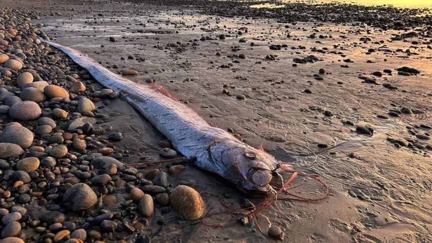 “peixe-do-juizo-final”-e-visto-na-costa-da-california-pela-terceira-vez-no-ano