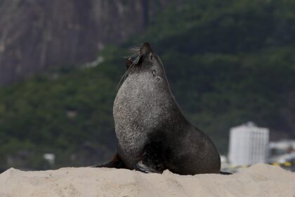 apos-mais-de-48-horas,-lobo-marinho-joca-deixa-praia-de-ipanema