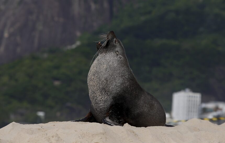 apos-mais-de-48-horas,-lobo-marinho-joca-deixa-praia-de-ipanema